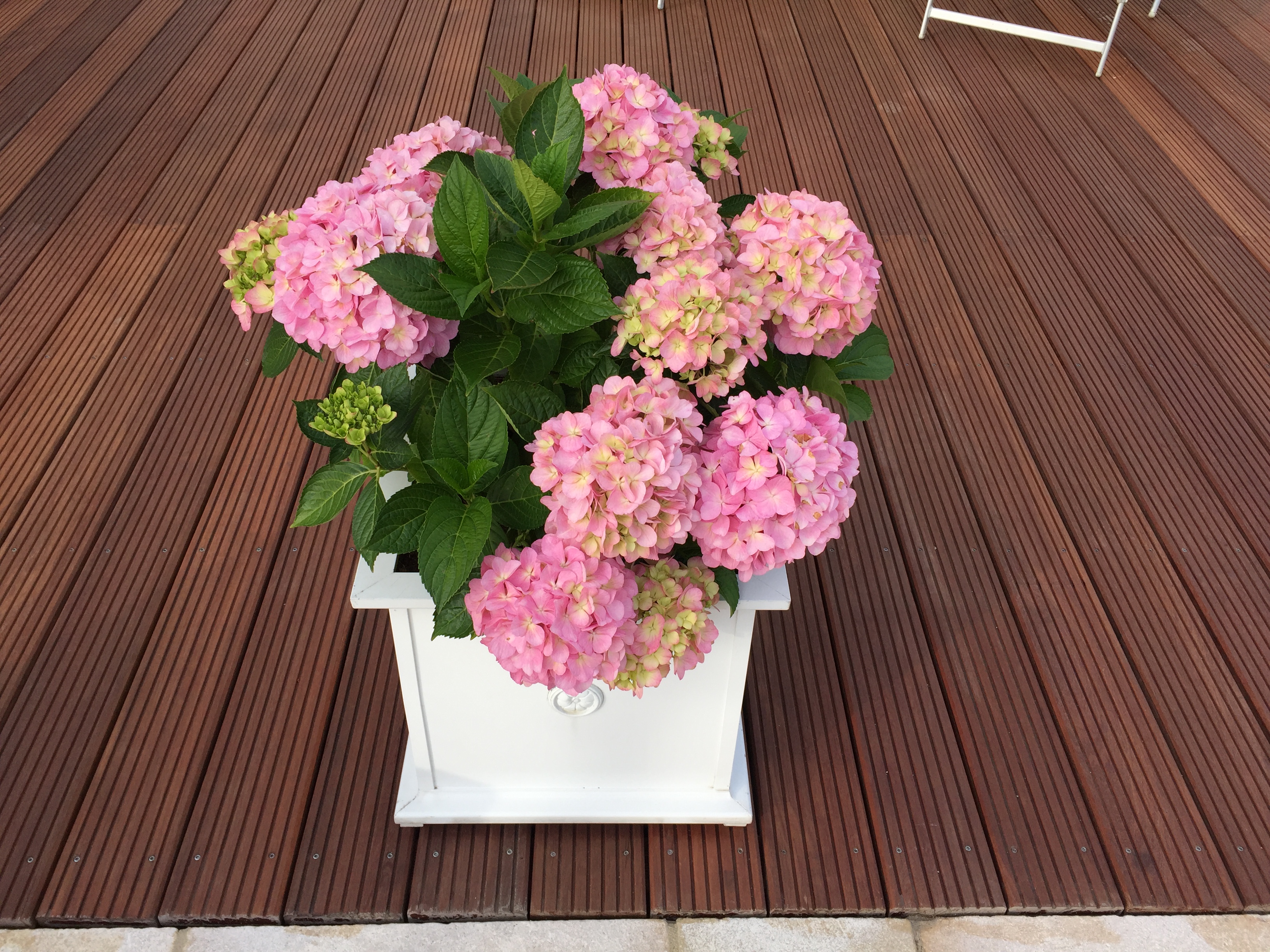 Гортензия крупнолистная Лэди Седакшэн